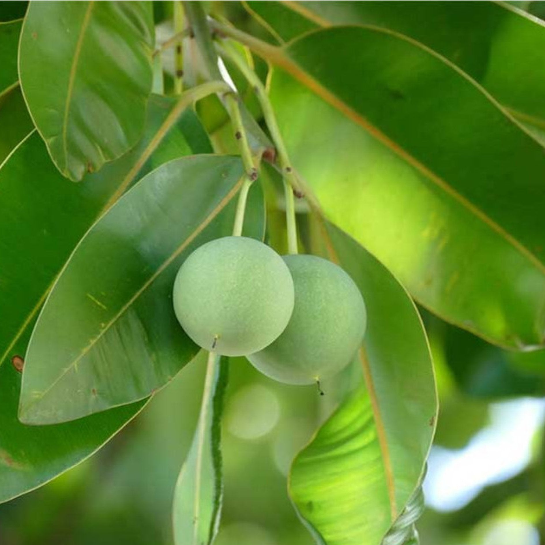 The Power of Tamanu Oil: Nature’s Healing Gift for Your Skin - Green + Beauty Skincare